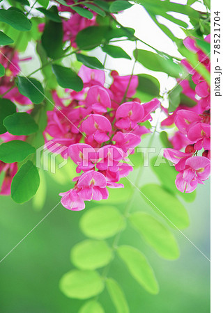 ハナエンジュの花 78521704