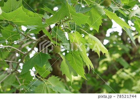 プラタナスの若い実 78521744