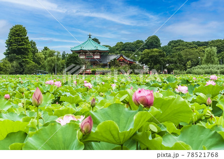 弁天堂と蓮の花 78521768