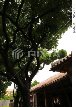 沖縄 名護 泡盛酒蔵 津嘉山酒造所 沖縄 名護 泡盛酒蔵 津嘉山酒造所 78521882