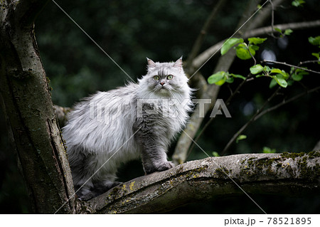 gray longhair cat sitting on a tree observing the garden gray longhair cat sitting on a tree observing the garden 78521895
