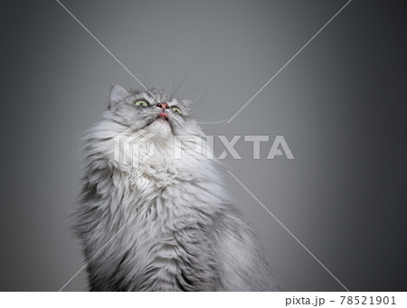 hungry british longhair cat portrait on gray background looking up hungry british longhair cat portrait on gray background looking up 78521901