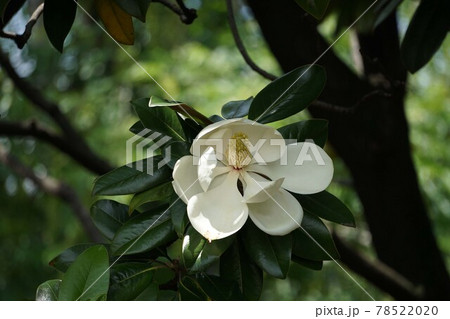 タイサンボクの花 タイサンボクの花 78522020