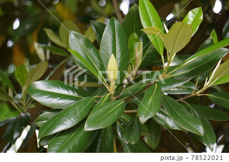 タイサンボクの蕾 78522021