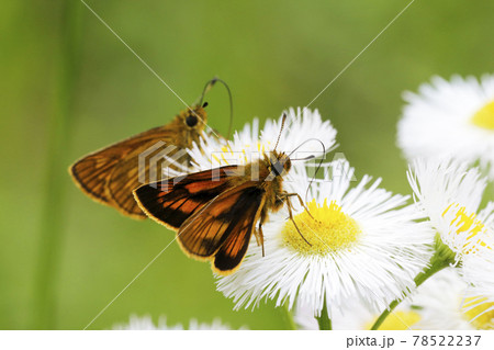ヒメキマダラセセリ 78522237