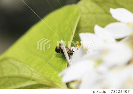 ホソオビヒゲナガ 78522407