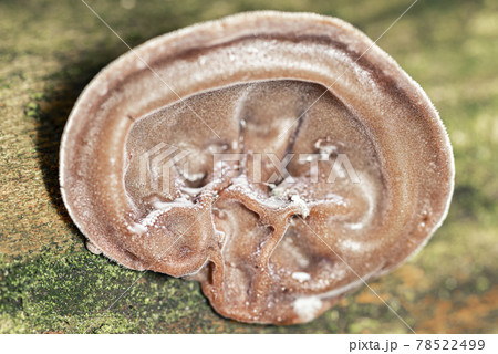 Tree fungus Auricularia auricula-judae, Jew's ear on tree bark among moss, looking like a dirty ear, super macro 78522499