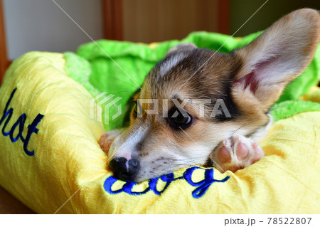 かわいい子犬 78522807