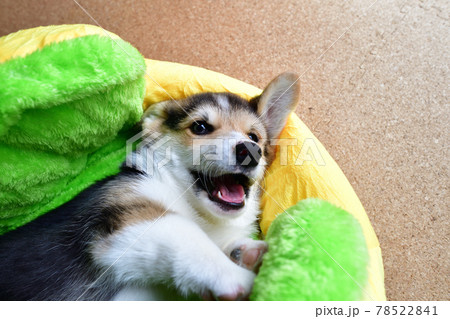 かわいい子犬 かわいい子犬 78522841