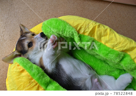 かわいい子犬 78522848