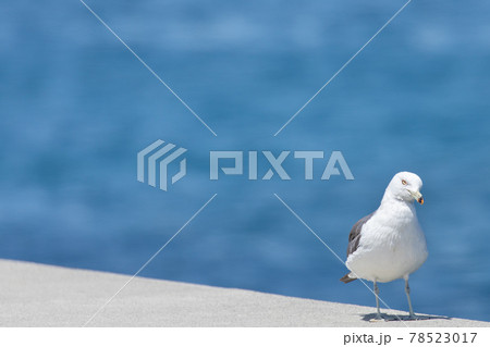 ウミネコ ウミネコ 78523017