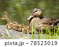 マガモの親子 78523019