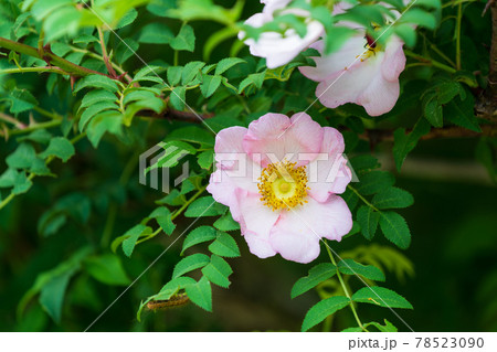 バラ　山椒薔薇 78523090