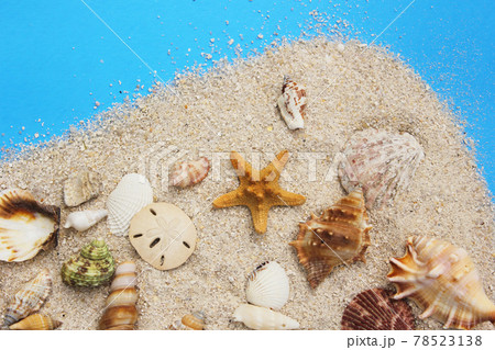 Seashell on Boardwalk at Tropical Beach Seashell on Boardwalk at Tropical Beach 78523138