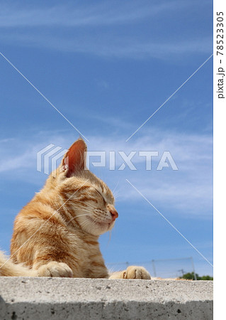 瀬戸内海の島の猫・堤防の上でお昼寝する猫【男木島】の写真素材 