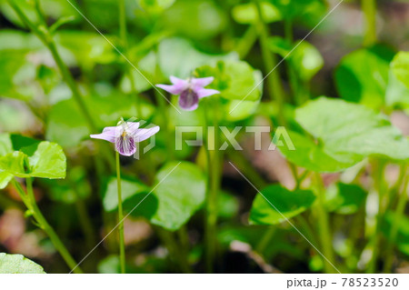 美しいすみれの花 78523520