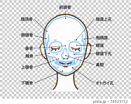 顔の骨格 頭蓋骨のイラスト 名称文字入り のイラスト素材