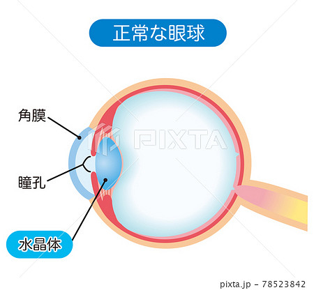 眼球の構造 断面図のイラスト素材