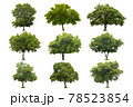 nine collection of beautiful green tree isolated on white 78523854