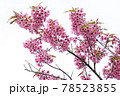 pink sakura flowers of thailand blooming 78523855