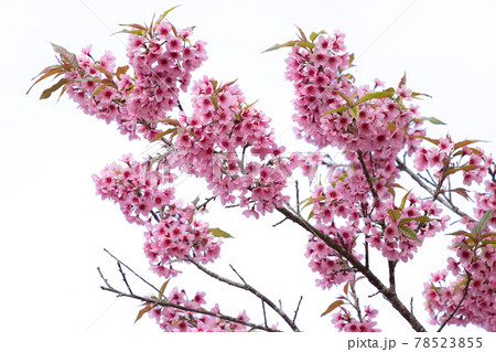 pink sakura flowers of thailand blooming pink sakura flowers of thailand blooming 78523855