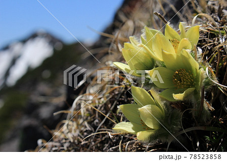 ツクモグサ 78523858