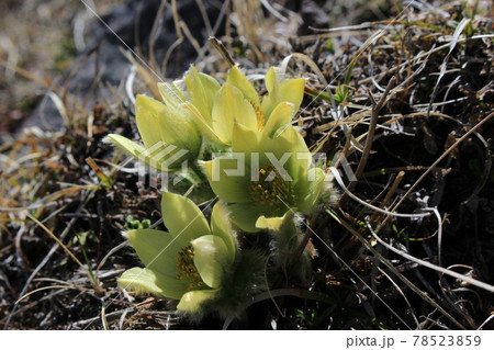 ツクモグサ 78523859