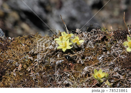 ツクモグサ ツクモグサ 78523861