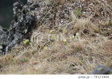 ツクモグサ ツクモグサ 78523866