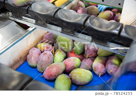Mango on conveyor belt of sorting line Mango on conveyor belt of sorting line 78524255