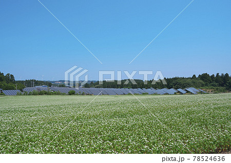 夏ソバ畑 夏ソバ畑 78524636