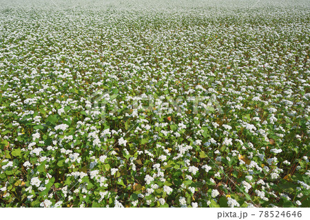 夏ソバ畑 78524646