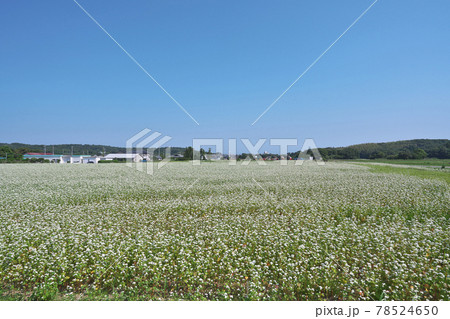 夏ソバ畑 夏ソバ畑 78524650