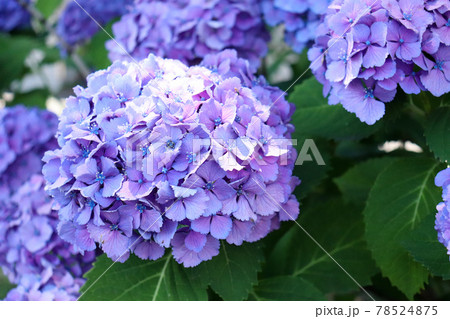 アジサイ 紫陽花 あじさい 美しい 可憐 綺麗 梅雨 鮮やか 紫 パープル かわいい さわやか の写真素材