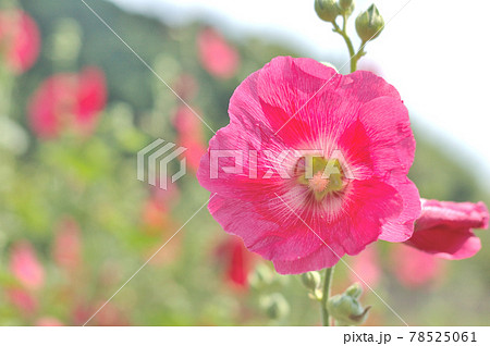 赤色のタチアオイの花 赤色のタチアオイの花 78525061