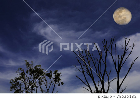 幻影　冬の木と月 78525135