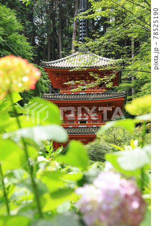関西花の寺　京都・岩船寺のあじさいと三重塔 78525190