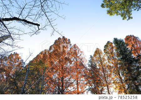 秋の風景 森 メタセコイヤ 紅葉 美しい 綺麗 葉っぱ オレンジ	 78525258