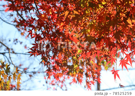 紅葉 モミジ 赤い 和風 落ち着いた 優美 もみじ 美しい 紅葉狩り 78525259