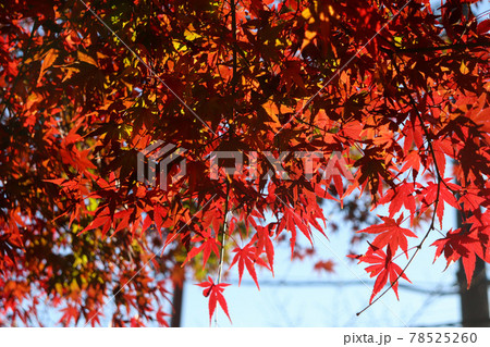 紅葉 モミジ 赤い 和風 落ち着いた 赤い もみじ 美しい 可憐 78525260