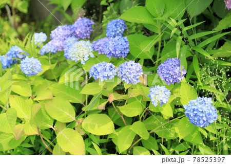 アジサイの花 78525397