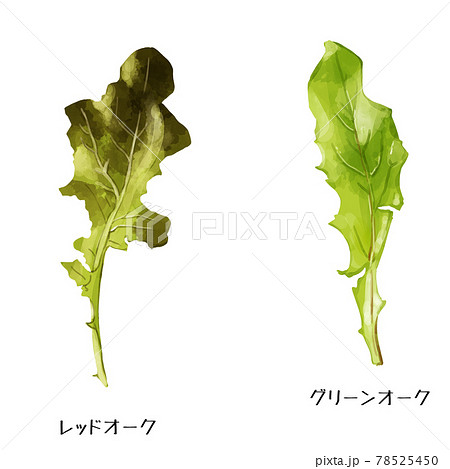 手描き水彩のグリーンオークとレッドオークのイラストセットのイラスト素材