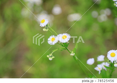 ヒメジョオンの花 78525456