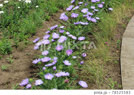 春の公園に咲くストケシアの紫色の花 春の公園に咲くストケシアの紫色の花 78525583