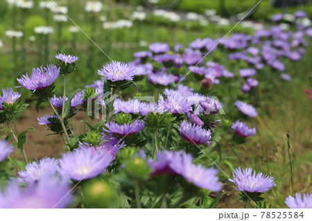 春の公園に咲くストケシアの紫色の花 春の公園に咲くストケシアの紫色の花 78525584