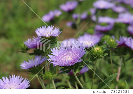 春の公園に咲くストケシアの紫色の花 春の公園に咲くストケシアの紫色の花 78525585