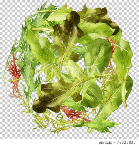 水彩のベビーリーフイラストの円埋めつくしフレーム 水彩のベビーリーフイラストの円埋めつくしフレーム 78525835