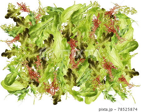 水彩のベビーリーフイラストの長方形満たしフレーム 水彩のベビーリーフイラストの長方形満たしフレーム 78525874