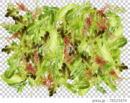 水彩のベビーリーフイラストの長方形満たしフレーム 水彩のベビーリーフイラストの長方形満たしフレーム 78525874