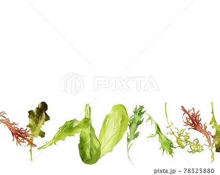 水彩のベビーリーフイラストの下フレーム 78525880